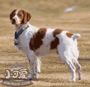 布列塔尼犬的性格(布列塔尼犬优缺点)