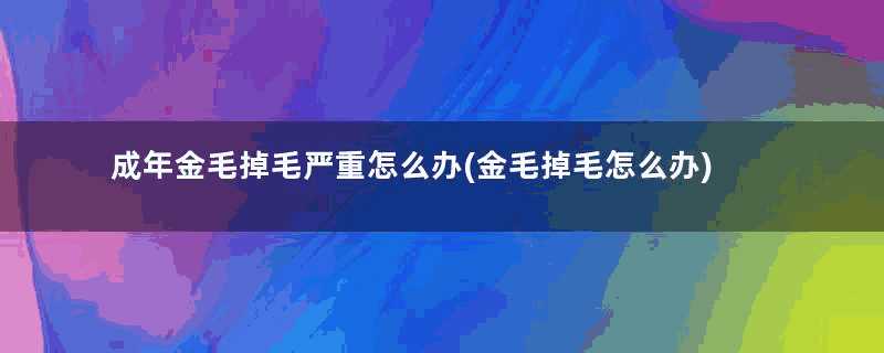 成年金毛掉毛严重怎么办(金毛掉毛怎么办)