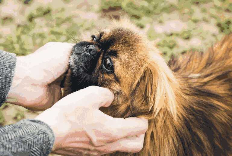 京巴犬为什么在国内少见了(京巴犬是中国的吗)