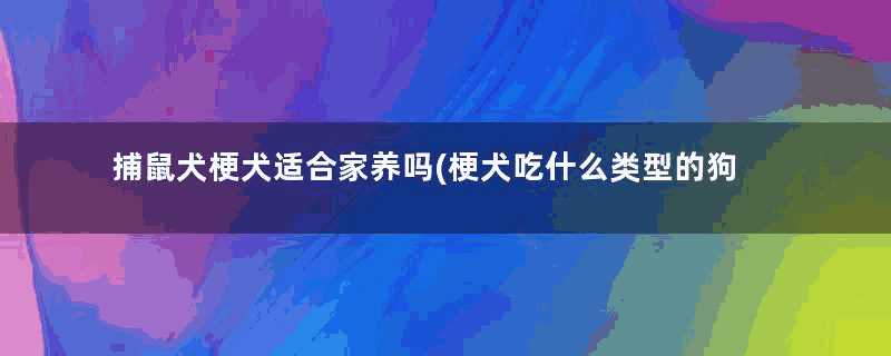 捕鼠犬梗犬适合家养吗(梗犬吃什么类型的狗粮)