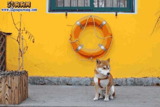 养柴犬是一种什么体验(养柴犬经验)