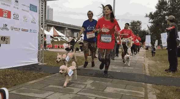 小柯基跑马拉松(柯基怎么参加比赛)