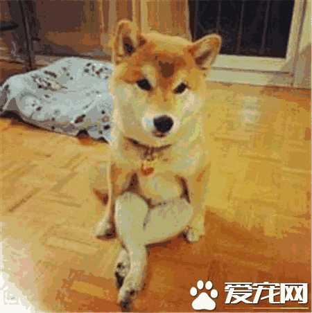 秋田犬和柴犬智商高吗(日本秋田犬和柴犬哪个聪明)