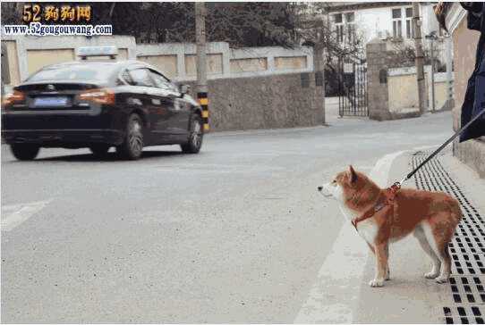 养柴犬是一种什么体验(养柴犬经验)