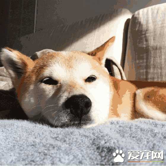 柴犬不吃狗粮怎么办(柴犬不吃狗粮行吗)