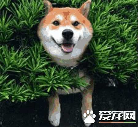 怎样训练柴犬不咬人(怎么训练柴犬不咬手)