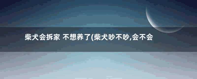 柴犬会拆家 不想养了(柴犬吵不吵,会不会拆家)