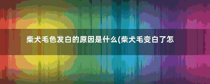 柴犬毛色发白的原因是什么(柴犬毛变白了怎么回事)