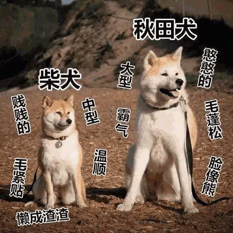 如何分辨秋田犬和柴犬(柴犬和秋田犬有什么区别,主要有这4点)