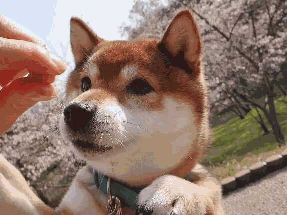 柴犬幼犬感冒症状(柴犬感冒怎么办)