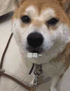 柴犬喂小鱼(柴犬对主人叫)