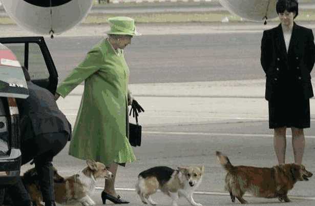 柯基犬是贵族犬吗(柯基属于贵族犬吗)