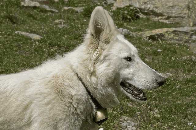 中华田园犬(柴犬和中华田园犬的区别黑色)