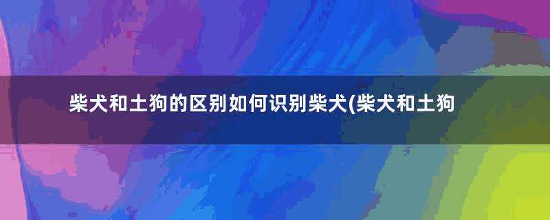 柴犬和土狗的区别如何识别柴犬(柴犬和土狗的区别图片)