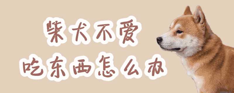 柴犬不肯吃东西怎么办(柴犬不吃东西怎么回事)