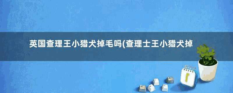 英国查理王小猎犬掉毛吗(查理士王小猎犬掉毛吗)