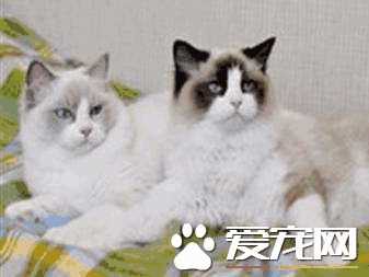 布偶猫适合吃什么(布偶猫应该吃些什么好)