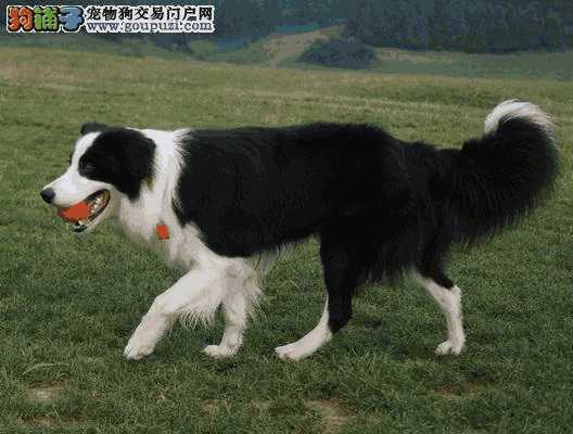 边境牧羊犬适合家养吗(边境牧羊犬适合家庭养吗)