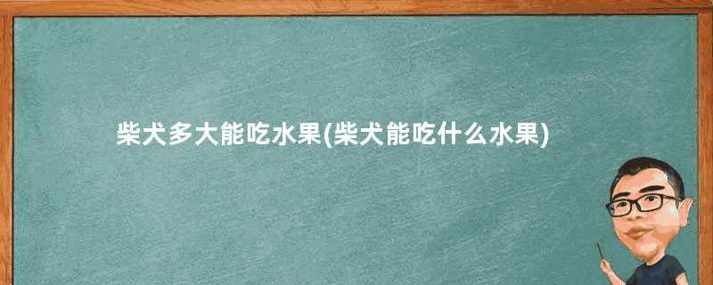 柴犬多大能吃水果(柴犬能吃什么水果)