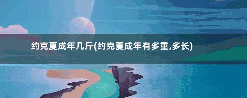 约克夏成年几斤(约克夏成年有多重,多长)