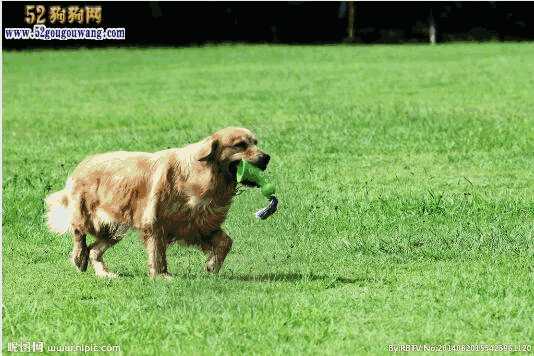 金毛犬多大算是成年犬(金毛多大算是成犬)