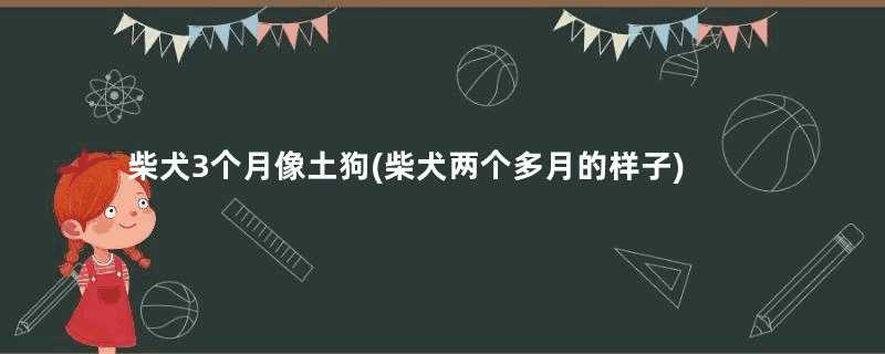 柴犬3个月像土狗(柴犬两个多月的样子)