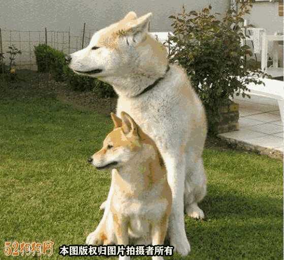 柴犬和秋田犬的区别在哪里(柴犬与秋田犬的区别在哪里)