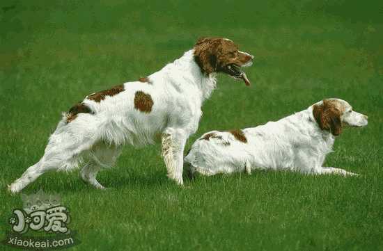 布列塔尼犬怎么洗澡 布列塔尼犬洗澡流程步骤