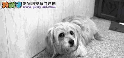 陈燕和导盲犬珍妮(导盲犬珍妮被拒绝的故事)