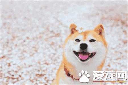 怎样训练柴犬不咬人(怎么训练柴犬不咬手)