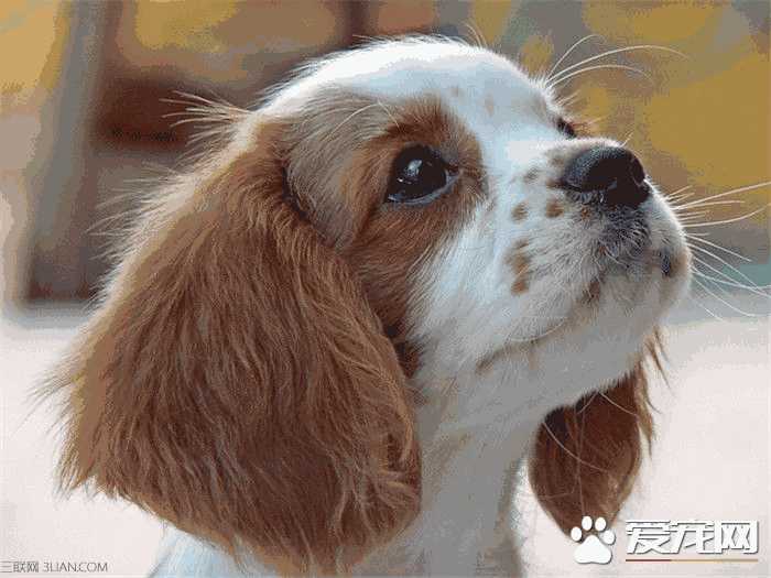 怎么训练查理王小猎犬(查理王小猎犬饲养方式)