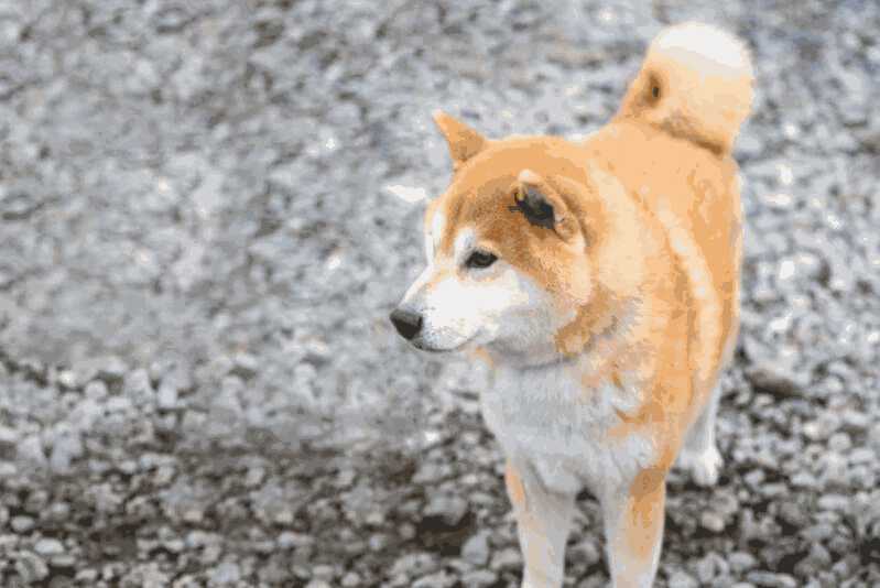 柴犬被捏脸(柴犬嫌弃主人)