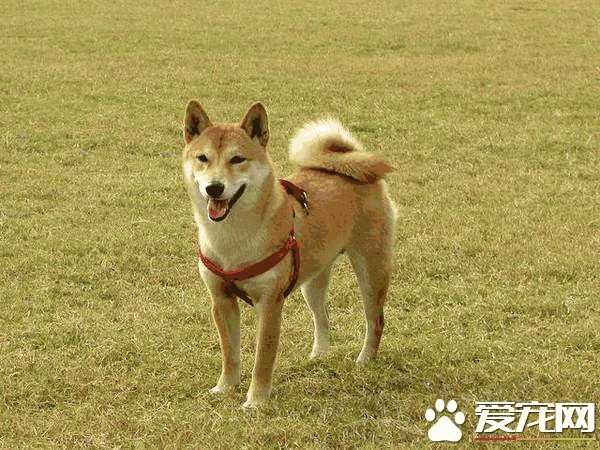 一只成年柴犬能卖多少钱(现在柴犬多少钱一只)