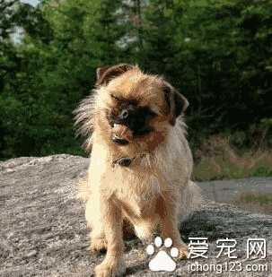 布鲁塞尔粗毛猎犬吃什么狗粮好 营养要全面