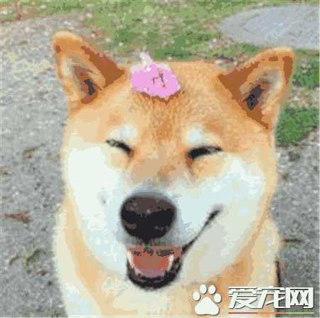 柴犬肩高体长(柴犬正常身高)