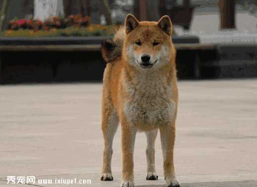 柴犬不听话怎么纠正(怎么让柴犬听话)