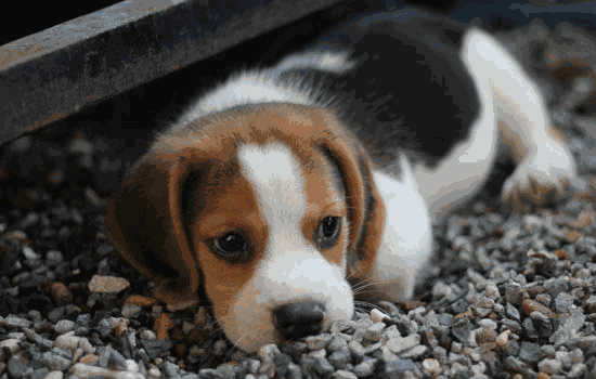 常德市养犬管理条例(常德市犬类管理办法)