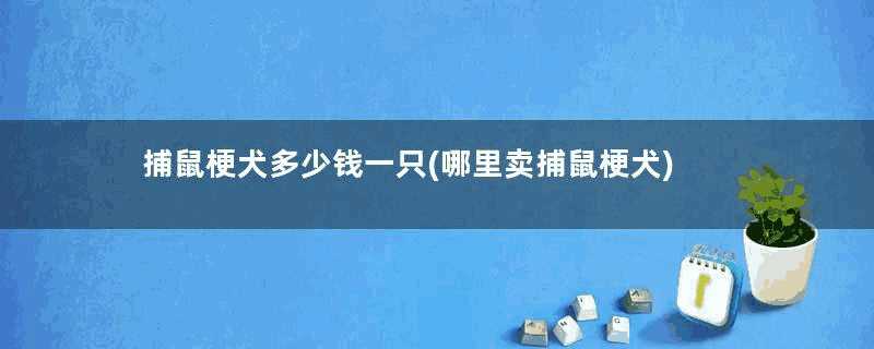 捕鼠梗犬多少钱一只(哪里卖捕鼠梗犬)