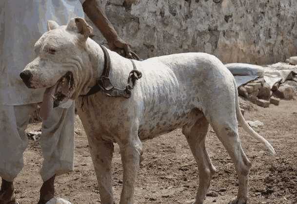 超大型犬类有哪些品种(超大型犬品种)