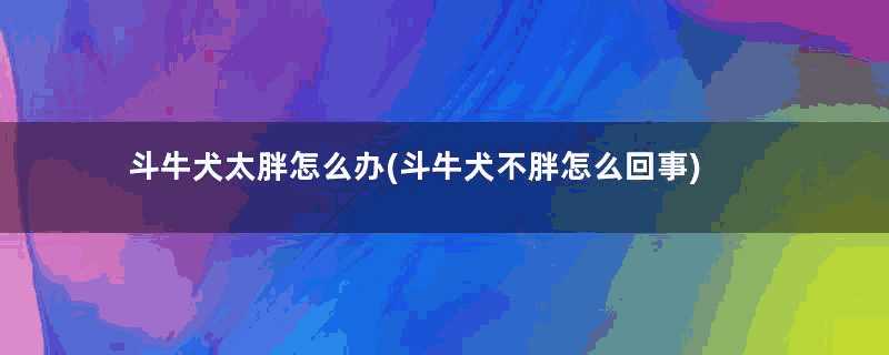 斗牛犬太胖怎么办(斗牛犬不胖怎么回事)