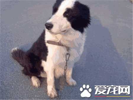 成年边境牧羊犬价格多少钱(纯种边境牧羊犬多少钱)