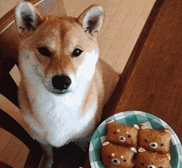 柴犬不吃狗粮怎么办(柴犬不爱吃狗粮是什么原因)