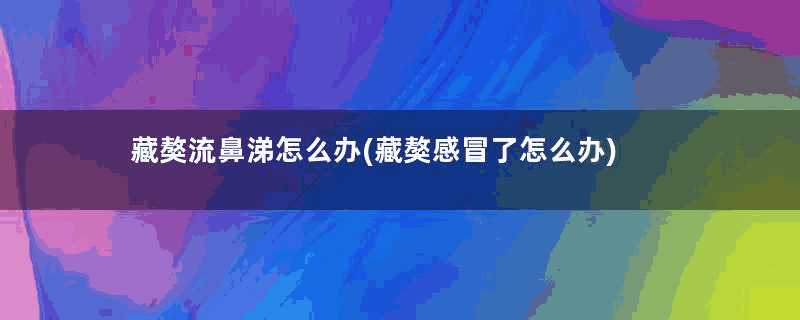 藏獒流鼻涕怎么办(藏獒感冒了怎么办)