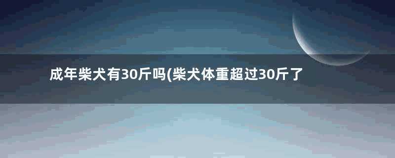 成年柴犬有30斤吗(柴犬体重超过30斤了)