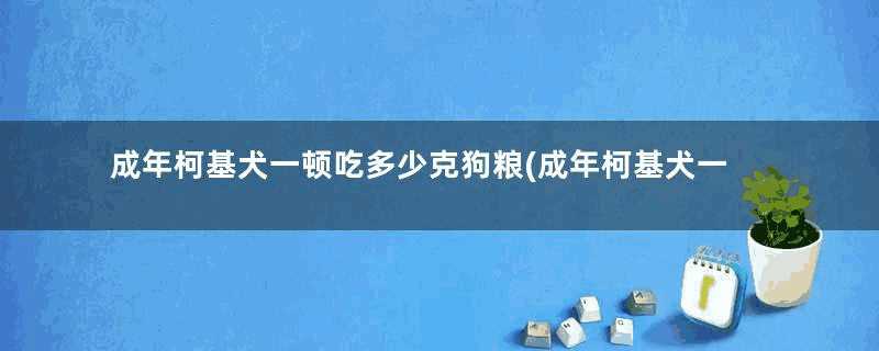 成年柯基犬一顿吃多少克狗粮(成年柯基犬一顿吃多少狗粮)