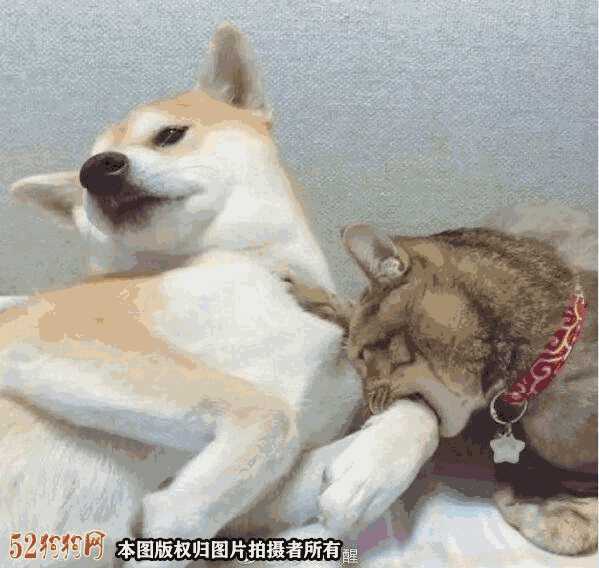 柴犬情头一左一右 可爱(柴犬情侣头像一左一右 (第1页))