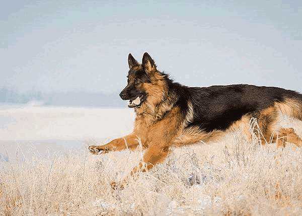 德国牧羊犬成都可以养吗(德牧在成都是禁养犬吗)