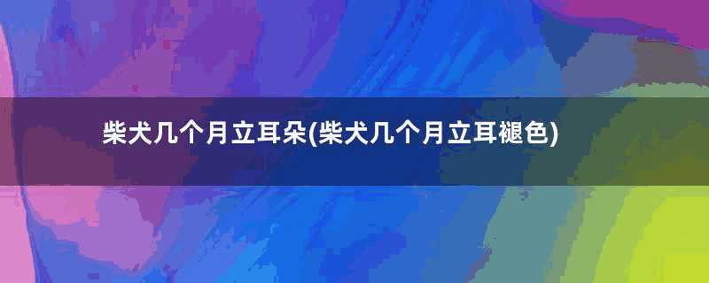 柴犬几个月立耳朵(柴犬几个月立耳褪色)