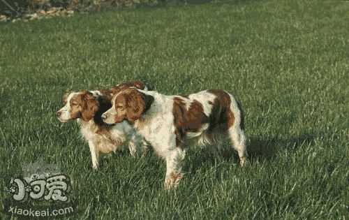 布列塔尼犬拉稀怎么办 布列塔尼犬拉稀处理方法