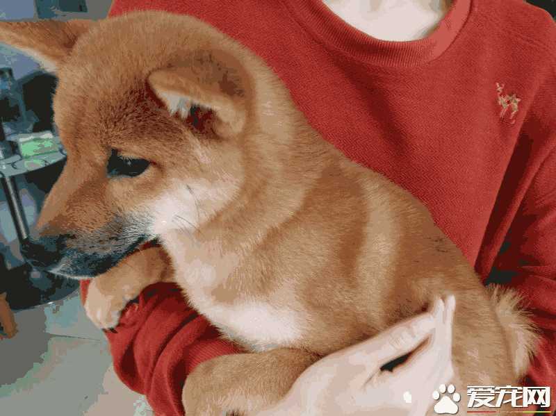 柴犬多大就定型了(柴犬身高几个月定型)